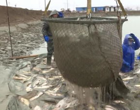 春節臨近 年味漸濃 宿遷水產養殖戶忙 起魚