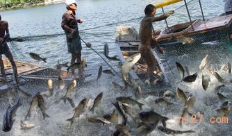 宜春四大家魚養(yǎng)殖直銷哪家好批發(fā)商價格