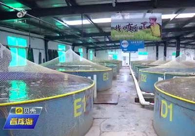寒潮連續(xù)來襲!看看斗門水產(chǎn)品咋樣了.