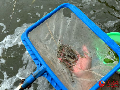 繁榮兵團 新時代新征程丨新疆阿拉爾 海魚 安家 沙漠 鹽堿地變致富地