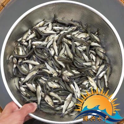 清遠市清城區港興水產養殖場