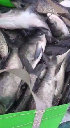 海安旺博水產養殖場
