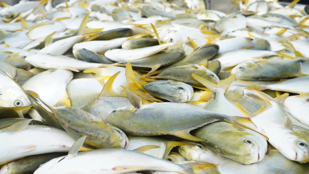 全國第一大海水魚養殖品種!每三條就有一條來自湛江→|水產品_新浪財