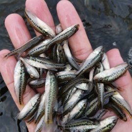 產地貨源_富源水產魚苗養殖場