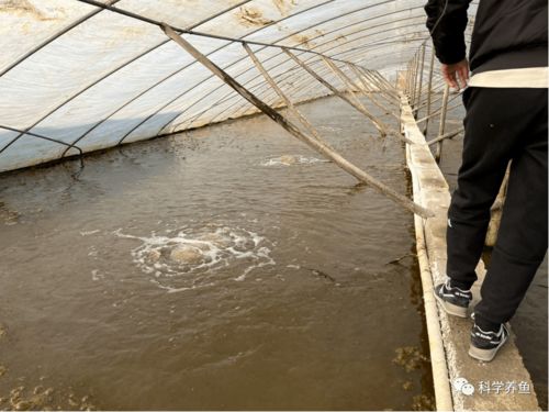 如東小棚秋茬白對蝦養殖,平均單棚產量2725斤,單棚凈利潤高達46250元,在他看來養蝦并不難 水質 飼料 七好