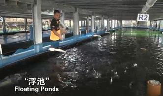 震驚 新加坡竟然自己生產這么多的東西