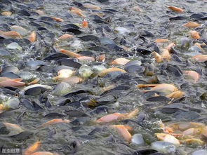 環保沖擊水產養殖,養魚前景如何