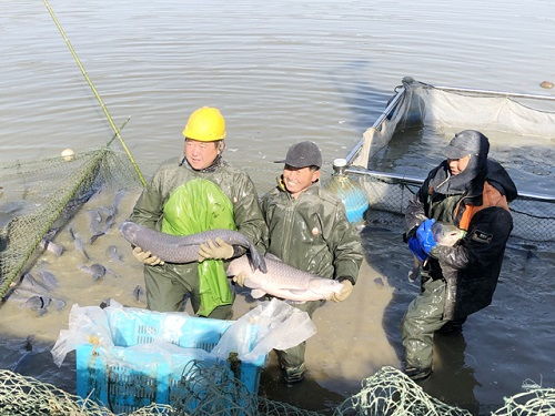 江蘇省 儀征市開展2020年水產養殖測產工作