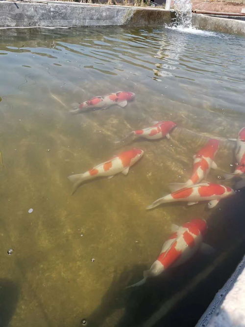 景谷水產養殖 領頭軍 到觀賞魚養殖基地考察學習
