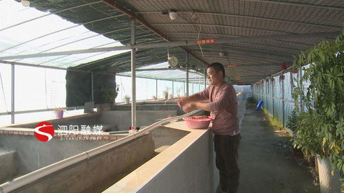 泗陽小伙扎根農村養烏龜帶領村民共致富