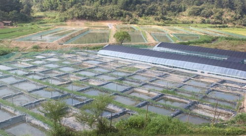 康潔r原創 養殖水體泡沫 油膜 腥臭的終結者