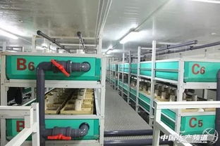工廠化循環水養殖模式 水產養殖真正實現高大上