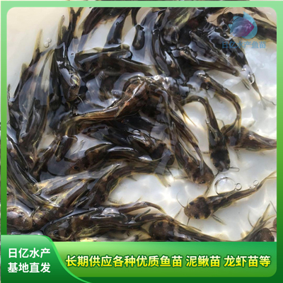 產(chǎn)品圖片_廣州市花都區(qū)赤坭日億水產(chǎn)魚苗養(yǎng)殖場