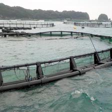 日本臺風致養殖場損失600條金槍魚 虧損逾617萬元