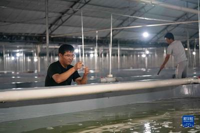 河北黃驊:水產養殖拓寬漁民增收致富渠道