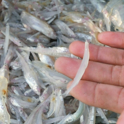 巢湖市達康水產養殖場-